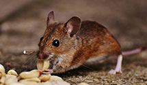 24 Hour & Emergency Exterminators in Stirum, ND